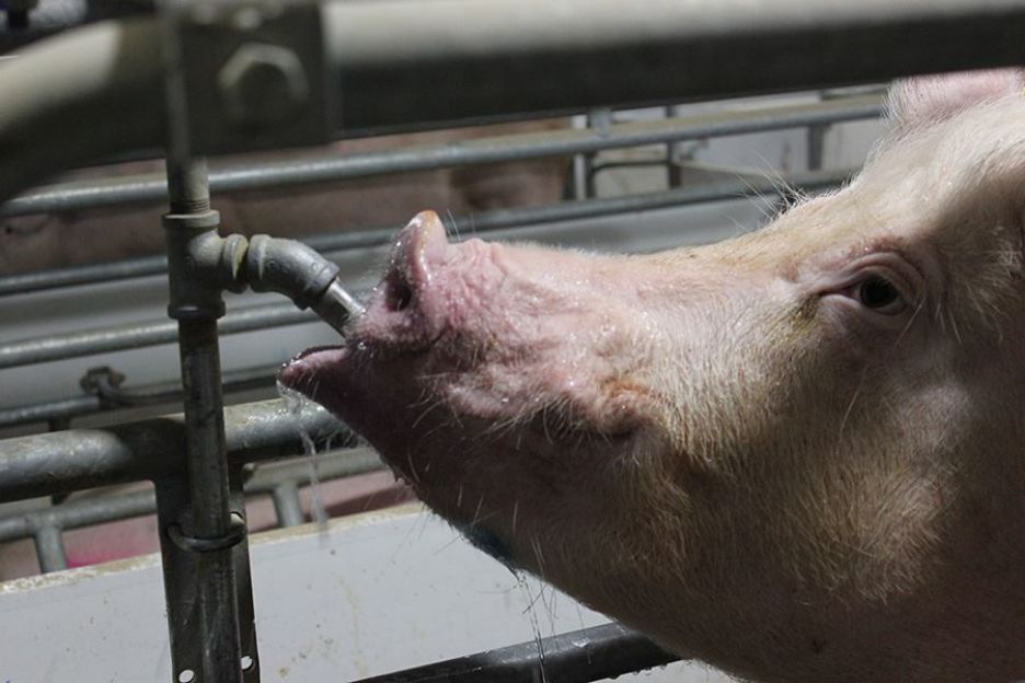 Are your pigs getting enough water?
